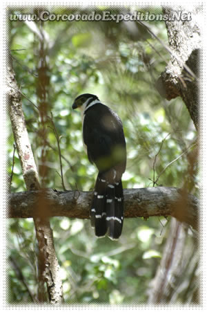 Bird Watching in Corcovado