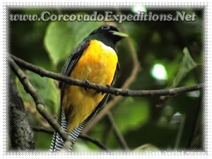 Fotos de Aves