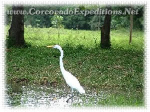 Ave en el manglar