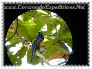 Pajaro