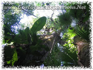 Plants in San Pedrillo Station in Corcovado National Park