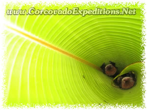 Bats picture in San Pedrillo Station in Corcovado National Park