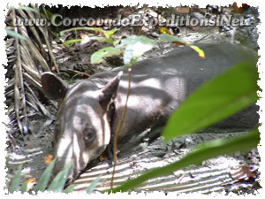 Danta in Estacion Sirena del Parque Nacional Corcovado