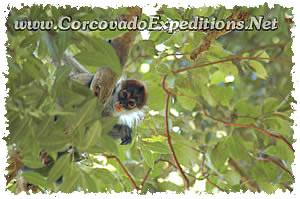 Bebe Mono ara&ntilde;a en Estacion- Sirena del Parque Nacional Corcovado