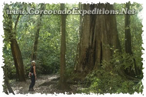 Estacion- Sirena del Parque Nacional Corcovado