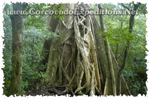 Arboles en Estacion Sirena del Parque Nacional Corcovado