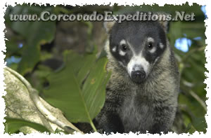 Pizote en Estacion Sirena del Parque Nacional Corcovado