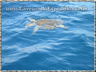 Fotografia de Tortugas