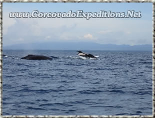 Fotos de Ballenas