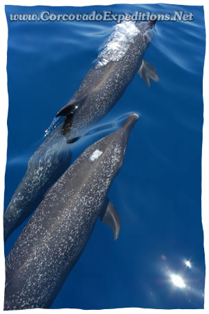 Delfines Tropicales Pan en la Isla del Ca&ntilde;o