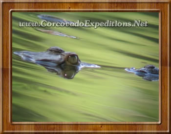 Aligators in the Mangroves