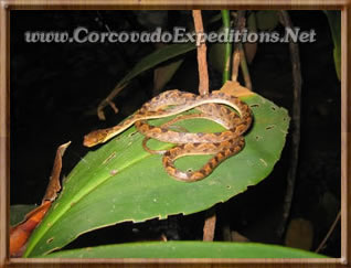 Snake in the night