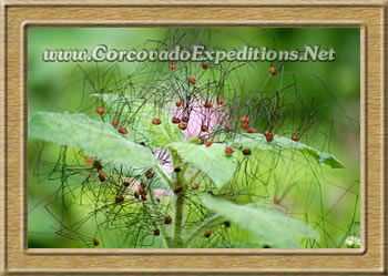 Spiders borning