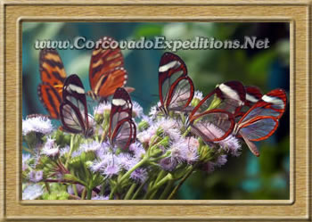 Buterflys picture