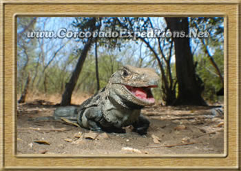 Garrobo Smiling