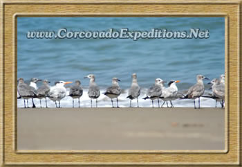 gulls on beach