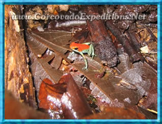 Little Frog