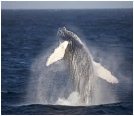 Ballena
