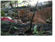 Puma in corcovado