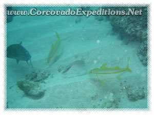 cano island scuba diving 